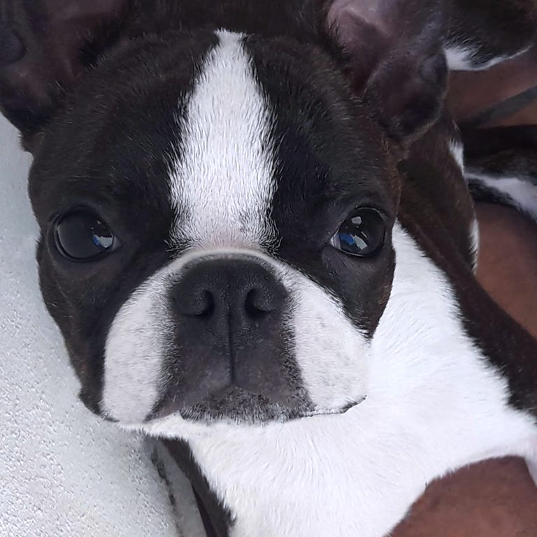 SuzanneVega-Ivy-Daring-Boston-Terrier