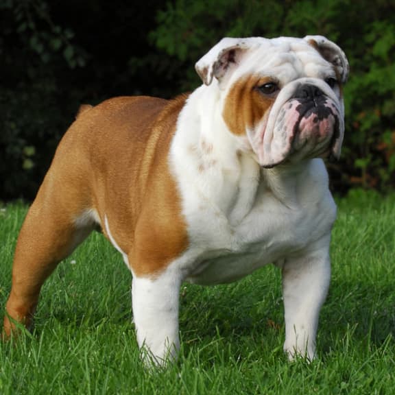 Boston-Terrier-History-English-Bulldog