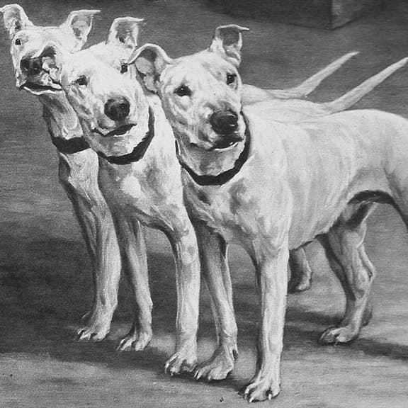 Boston-Terrier-Storia-English-White-Terrier