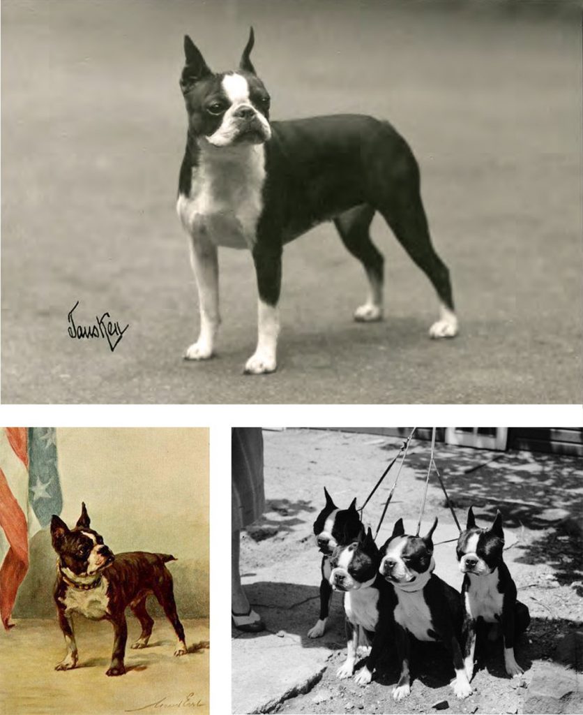 boston-terrier-vintage