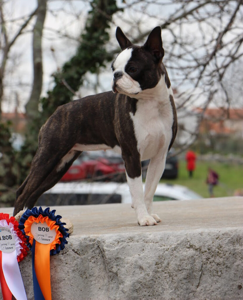 Boston-terrier-italia-CACIB-Vortojba