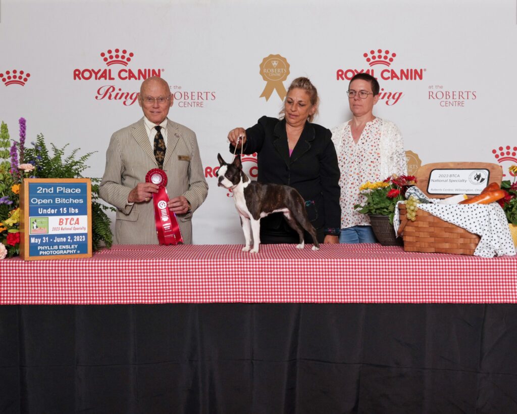 National Speciality show of Boston Terrier Club of America
