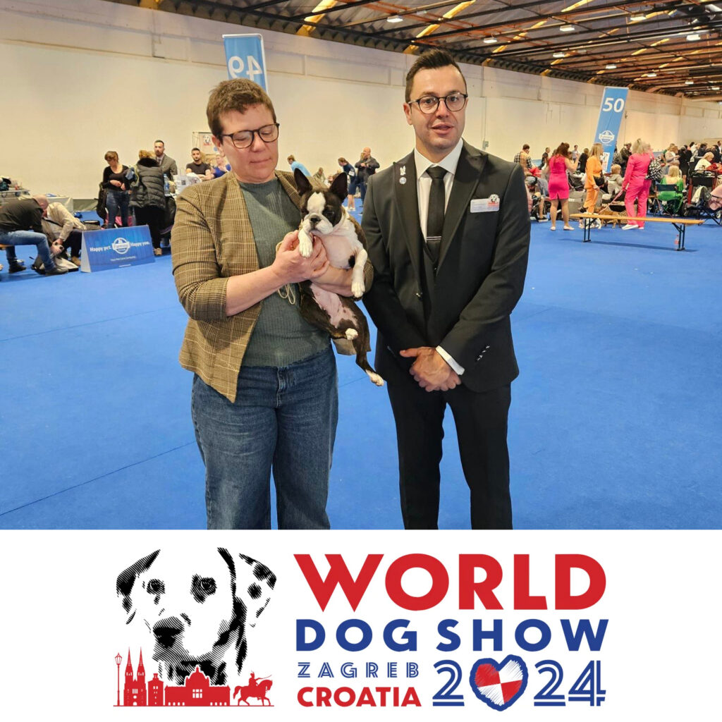 World-Dog-Show-Zagaber-2024-boston-terrier