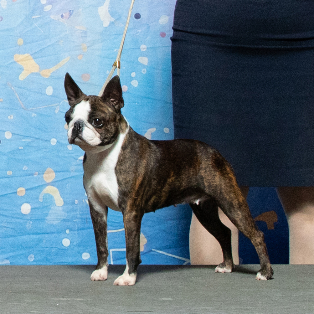 Daringly-boston-terrier-MADDY-USA-2025