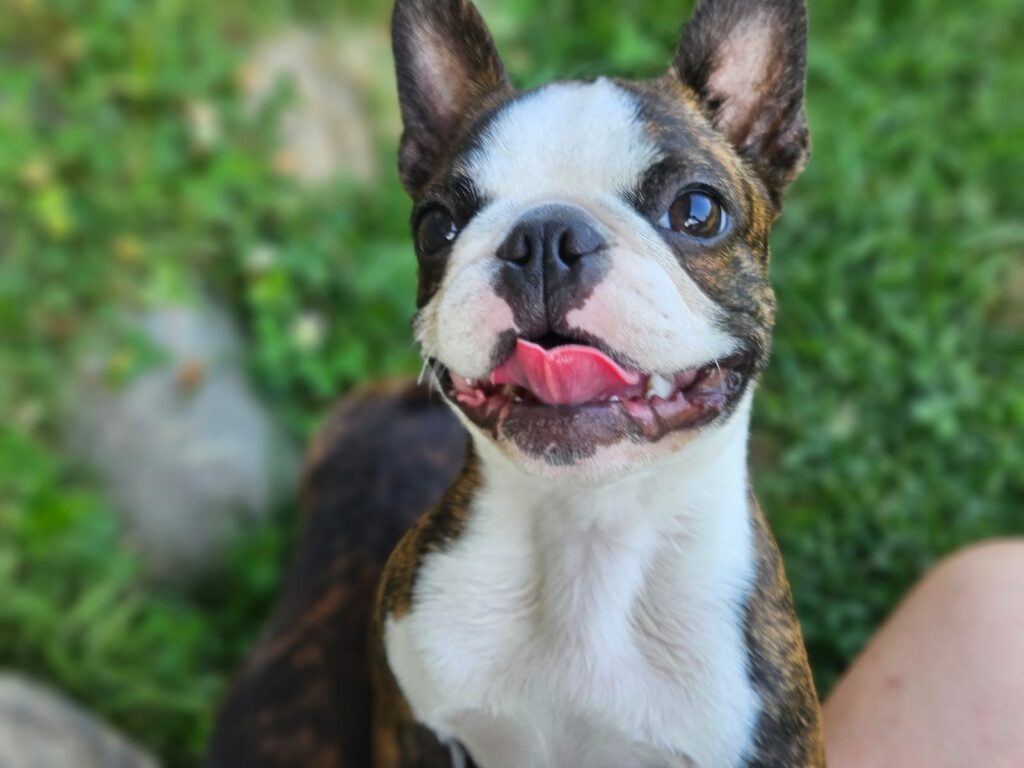 Boston-Terrier-Standard