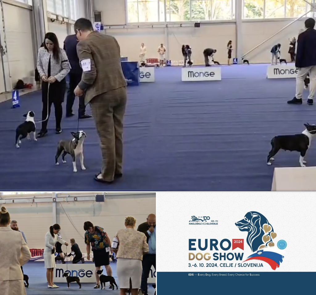 Euro dog show Celje Slovenia 2024