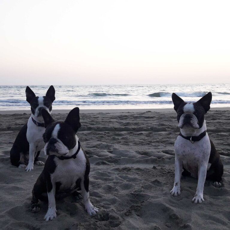 Boston.terrier-al-mare