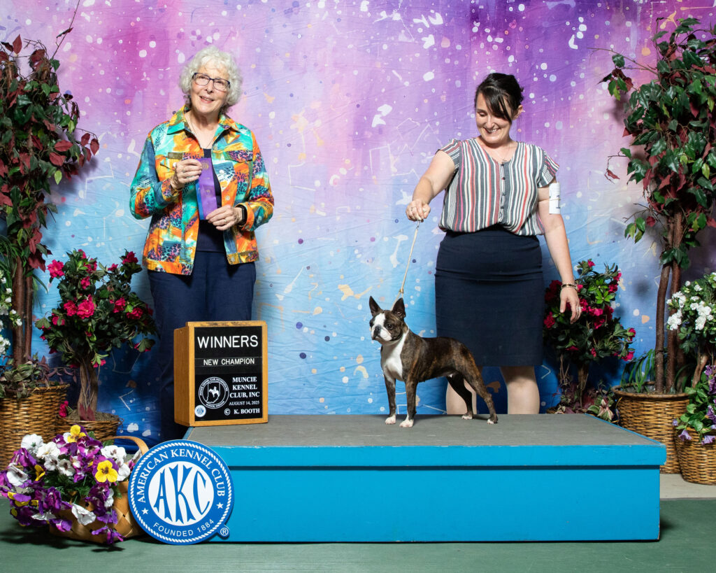 Daringly-boston-terrier-USA-CH-MADDY-2025