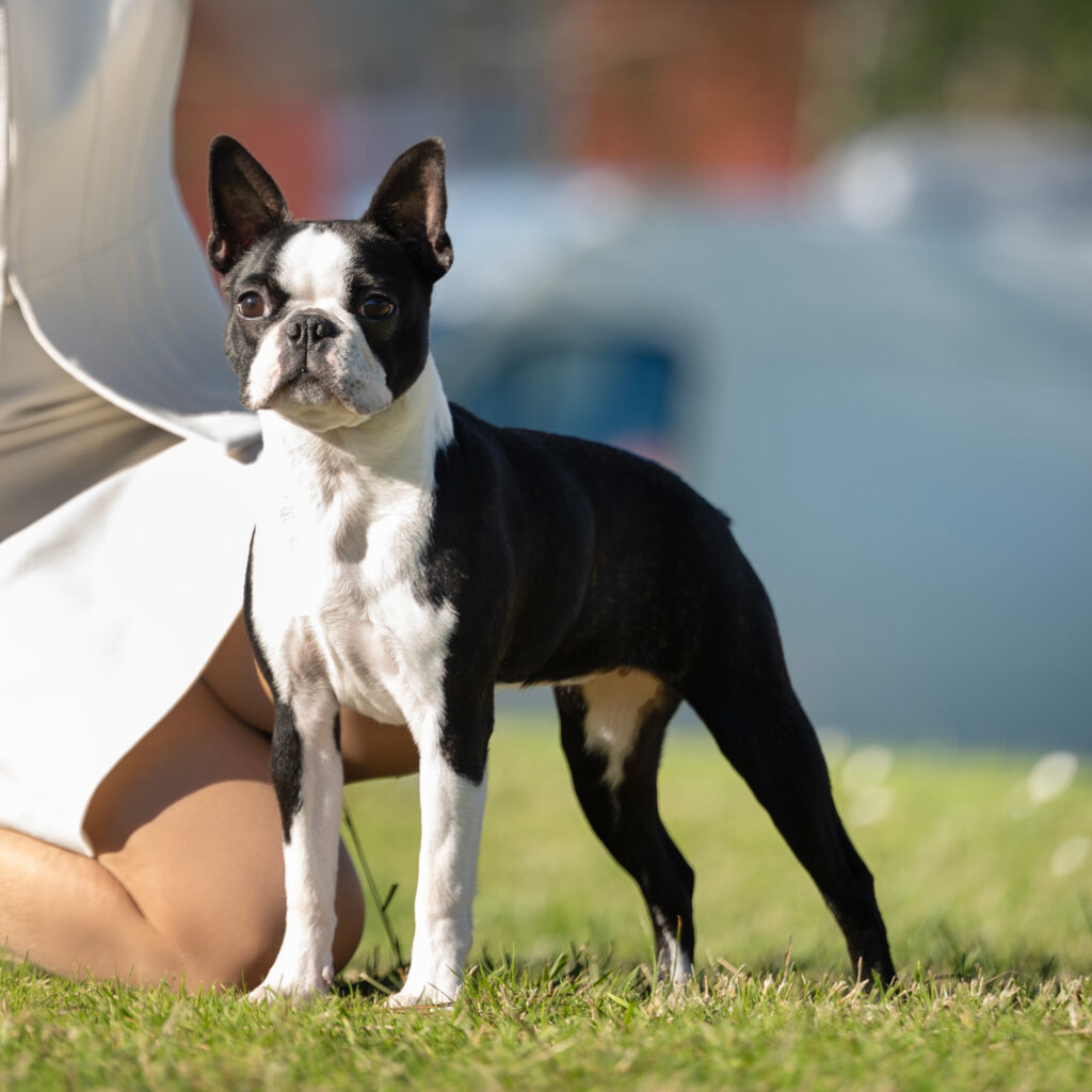 Daringly-Just-a-sassy-girl-scarlett