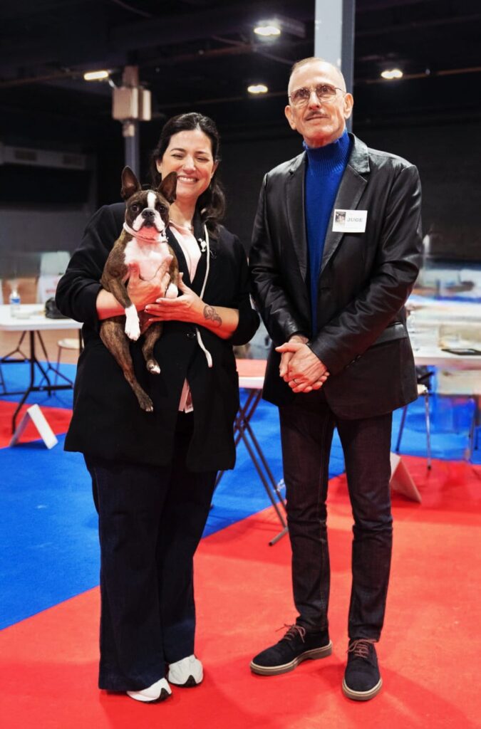 CACIB-Angers-2026-BOSTON-TERRIER-DARINGLY-GLORIA