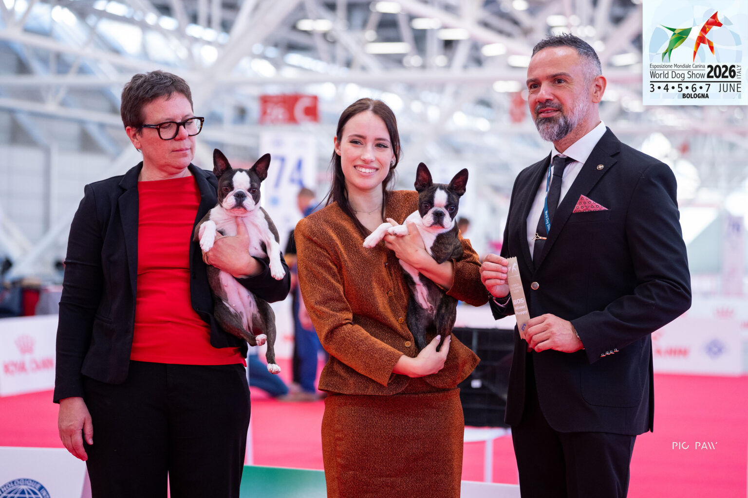 World-dog-show-2026-Bologna-CH-Boston-terrier
